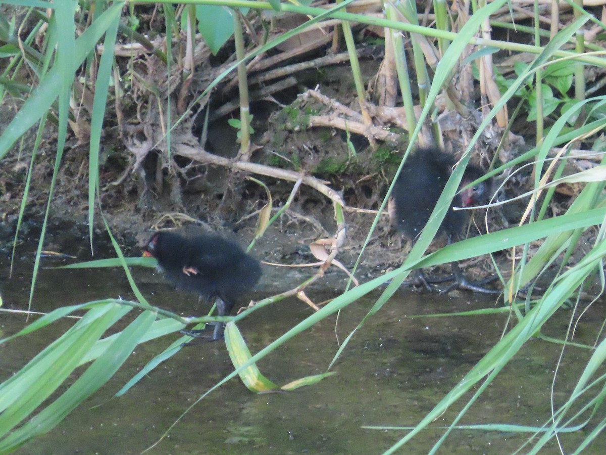 Eurasian Moorhen - ML646502749