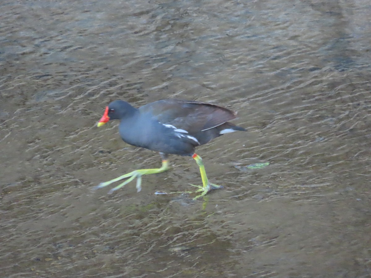 Eurasian Moorhen - ML646502750