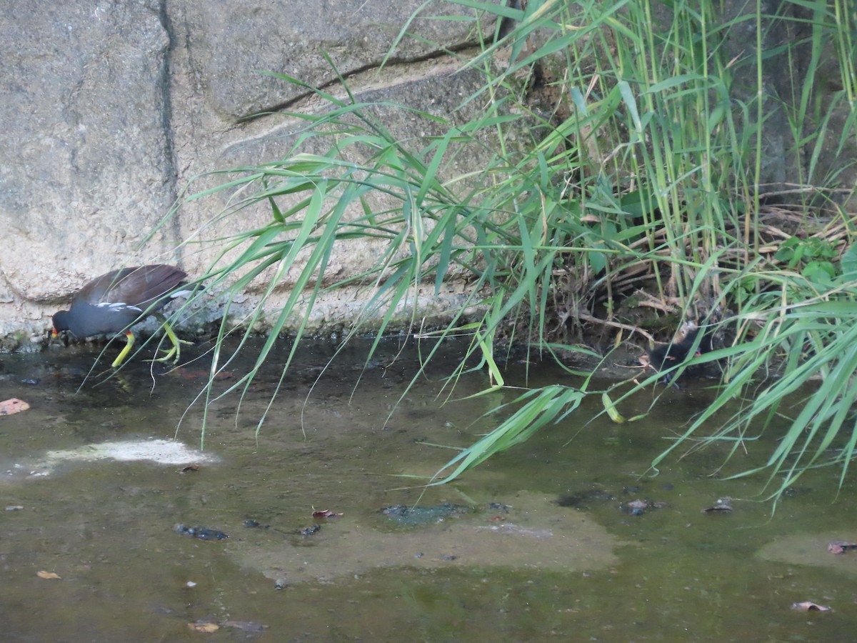 Eurasian Moorhen - ML646502751