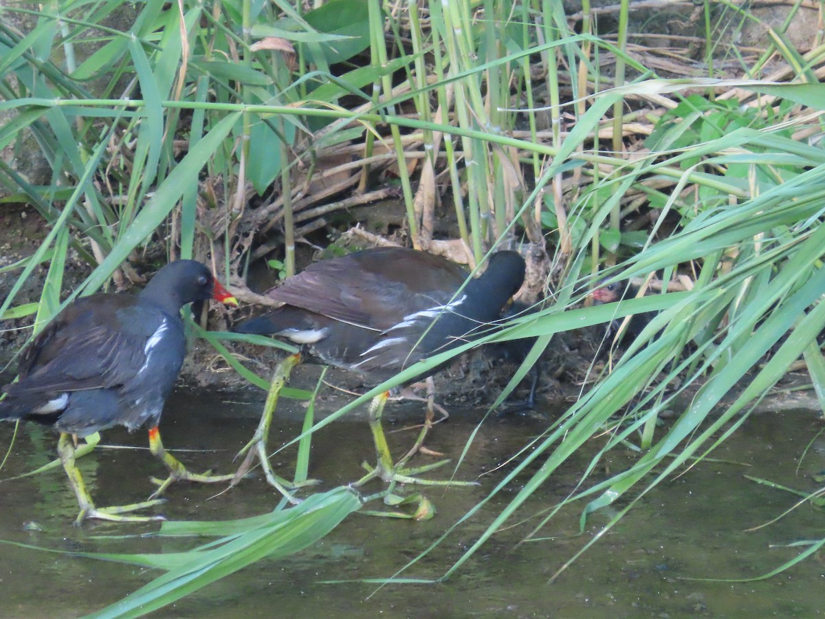 Eurasian Moorhen - ML646502752