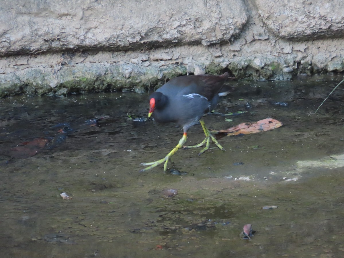 Eurasian Moorhen - ML646502754