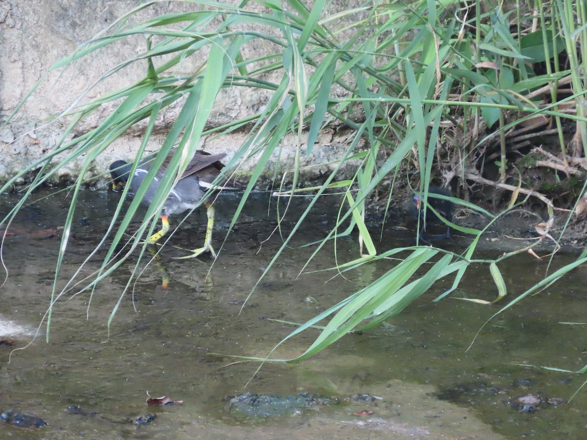 Eurasian Moorhen - ML646502755