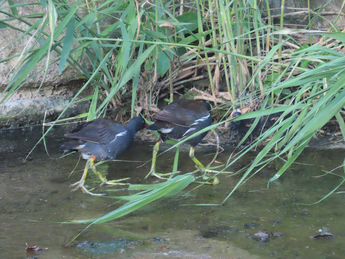 Eurasian Moorhen - ML646502756
