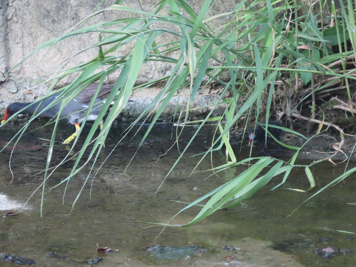 Eurasian Moorhen - ML646502757