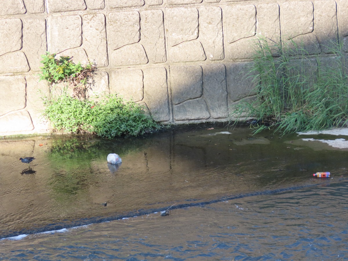Eurasian Moorhen - ML646502758