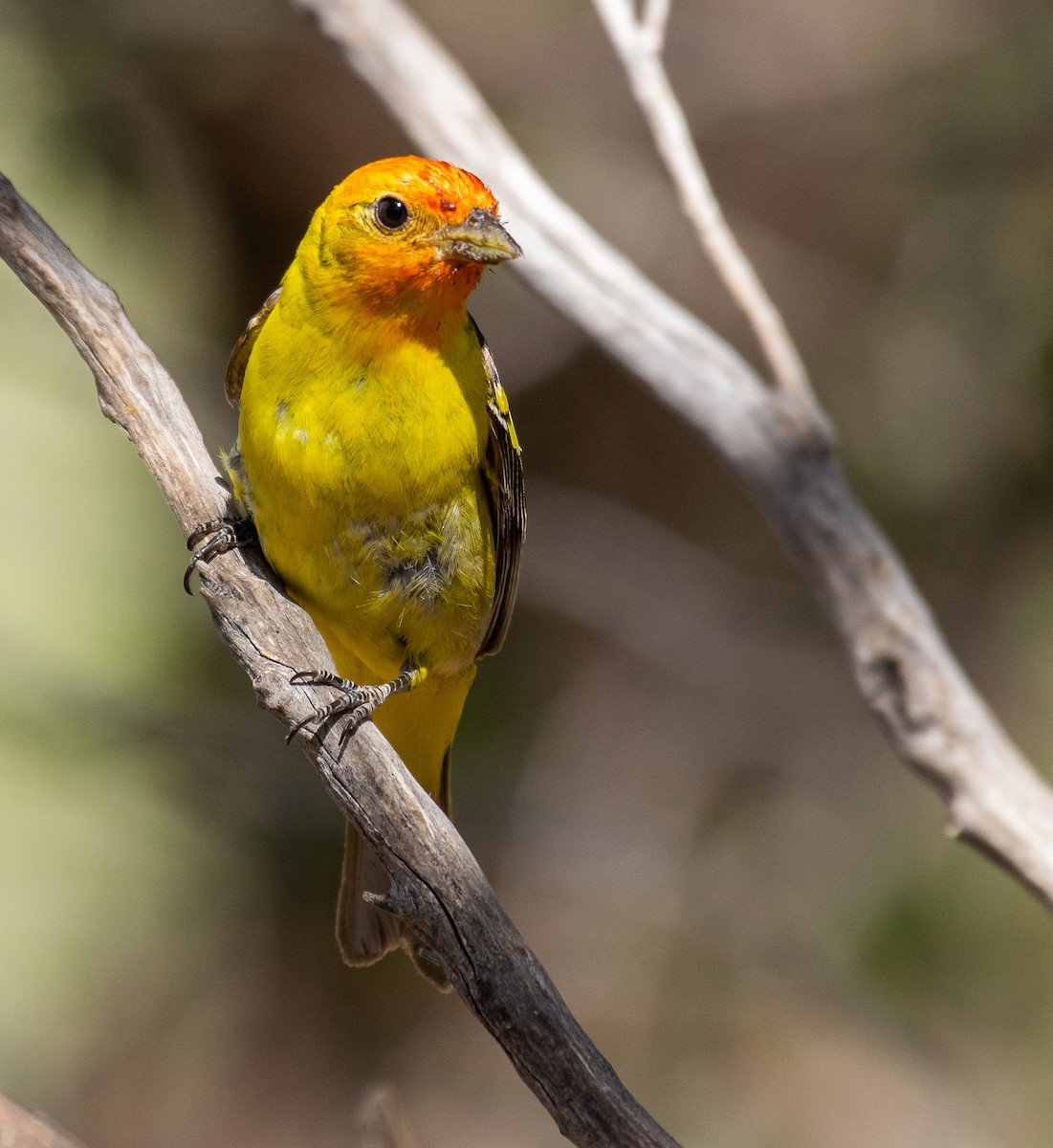Western Tanager - ML646502759