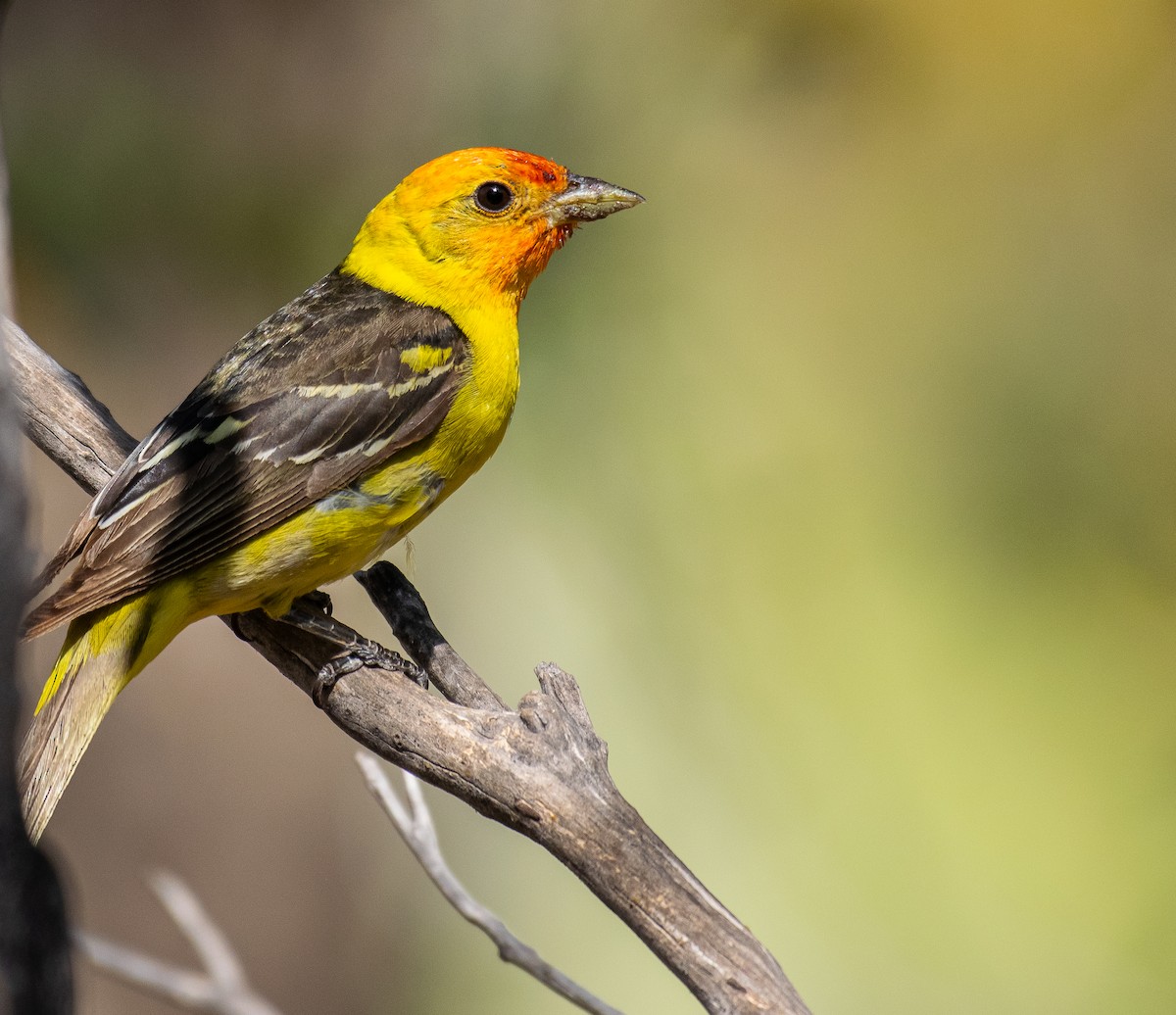 Western Tanager - ML646502761