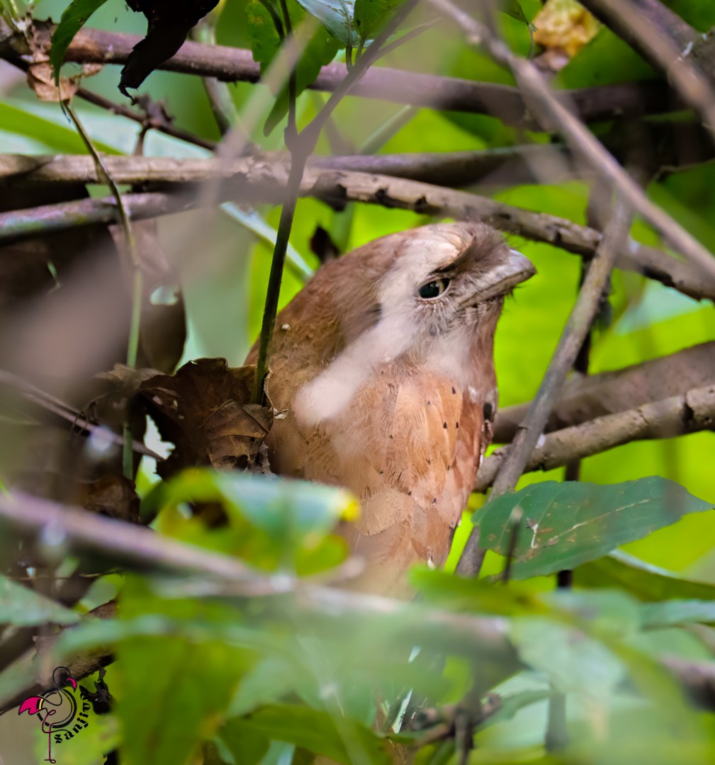 Sri Lanka Frogmouth - ML646502763
