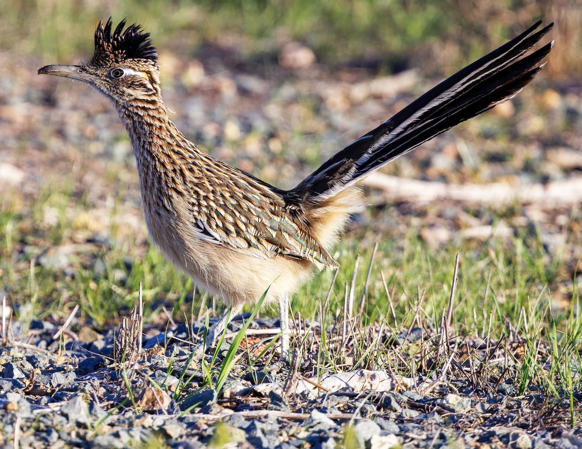 Greater Roadrunner - ML646502764