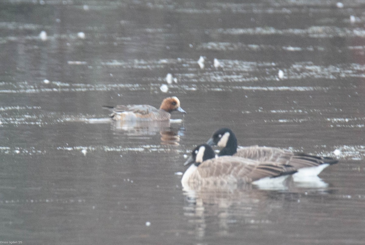 Eurasian Wigeon - ML646502765