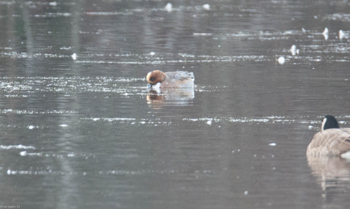 Eurasian Wigeon - ML646502767