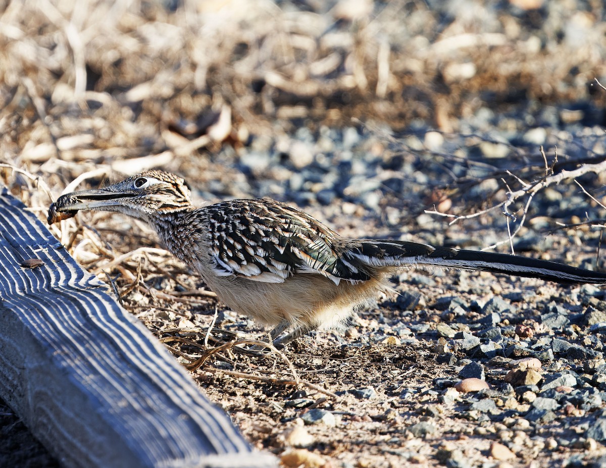 Greater Roadrunner - ML646502768