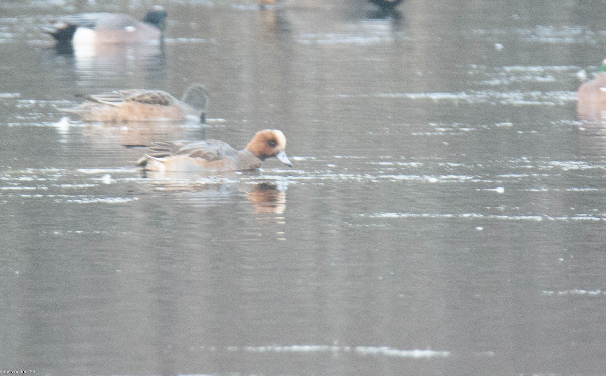 Eurasian Wigeon - ML646502771