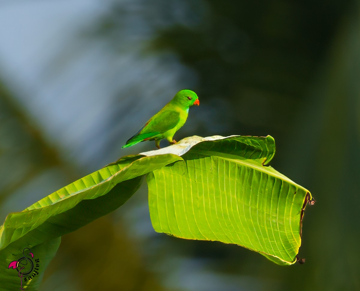 Vernal Hanging-Parrot - ML646502772