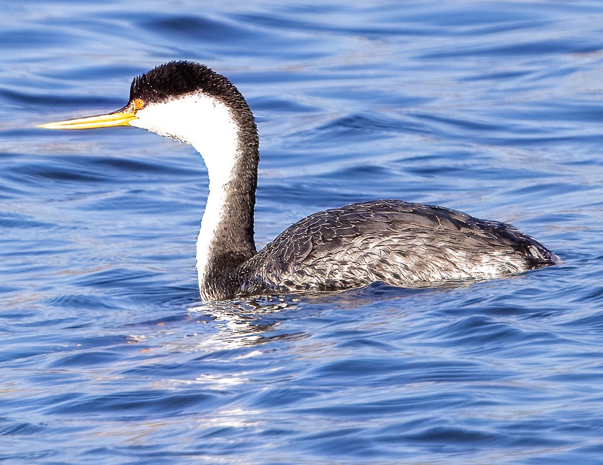 Murgil mendebaldarra - ML646502775