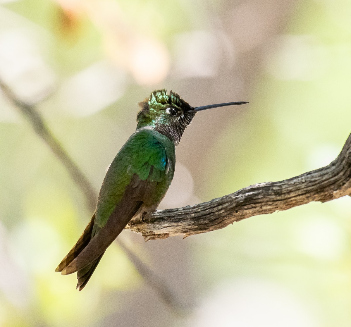 Rivoli's Hummingbird - ML646502781