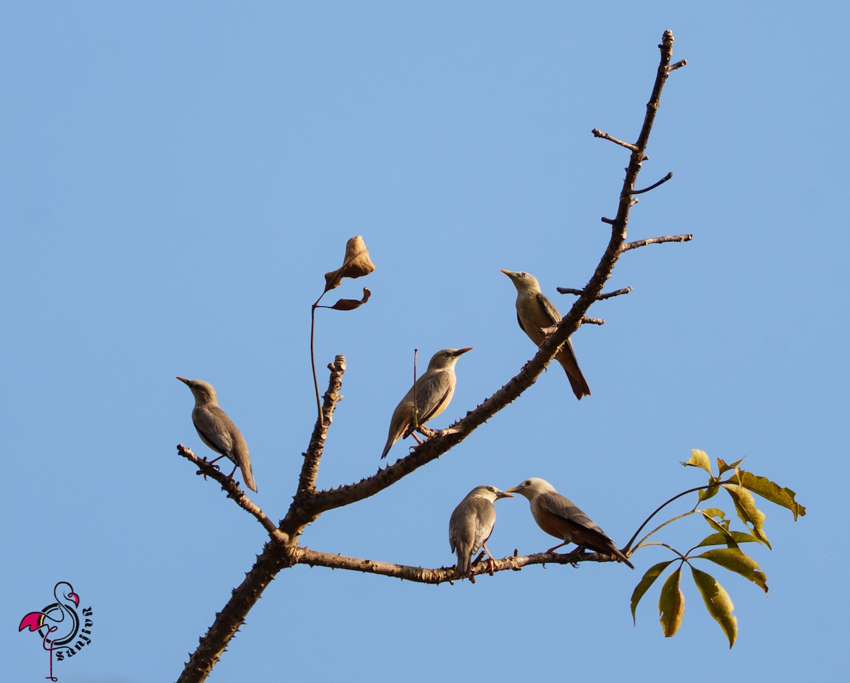 Malabar Starling - ML646502782