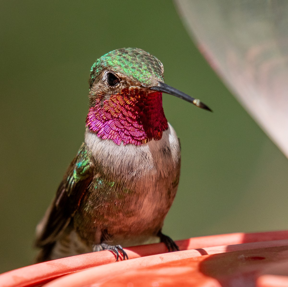Broad-tailed Hummingbird - ML646502783