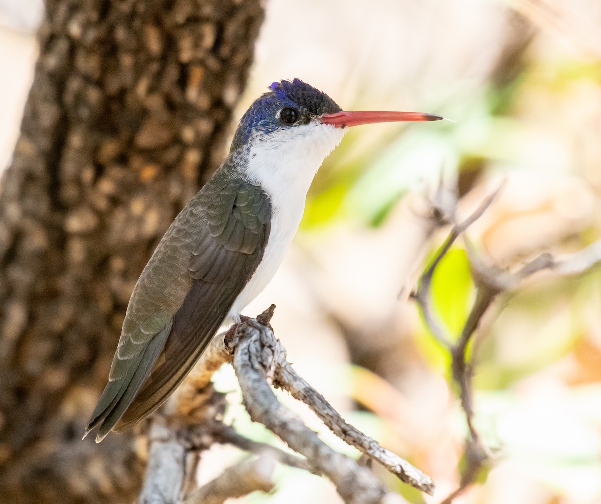Violet-crowned Hummingbird - ML646502787