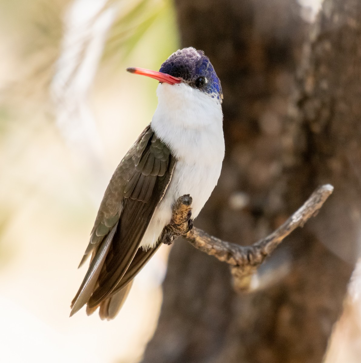 Violet-crowned Hummingbird - ML646502791