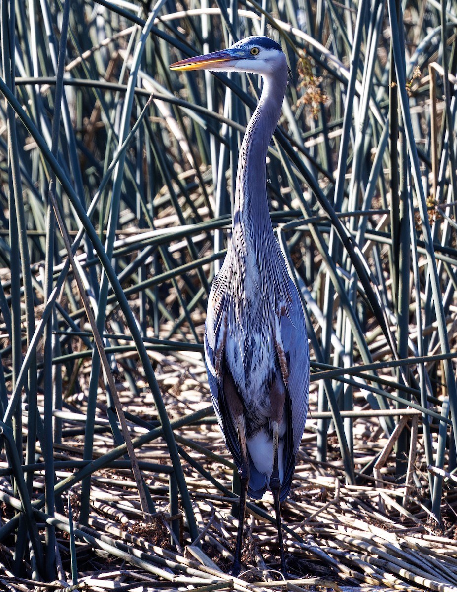 Koartza hauskara amerikarra - ML646502793