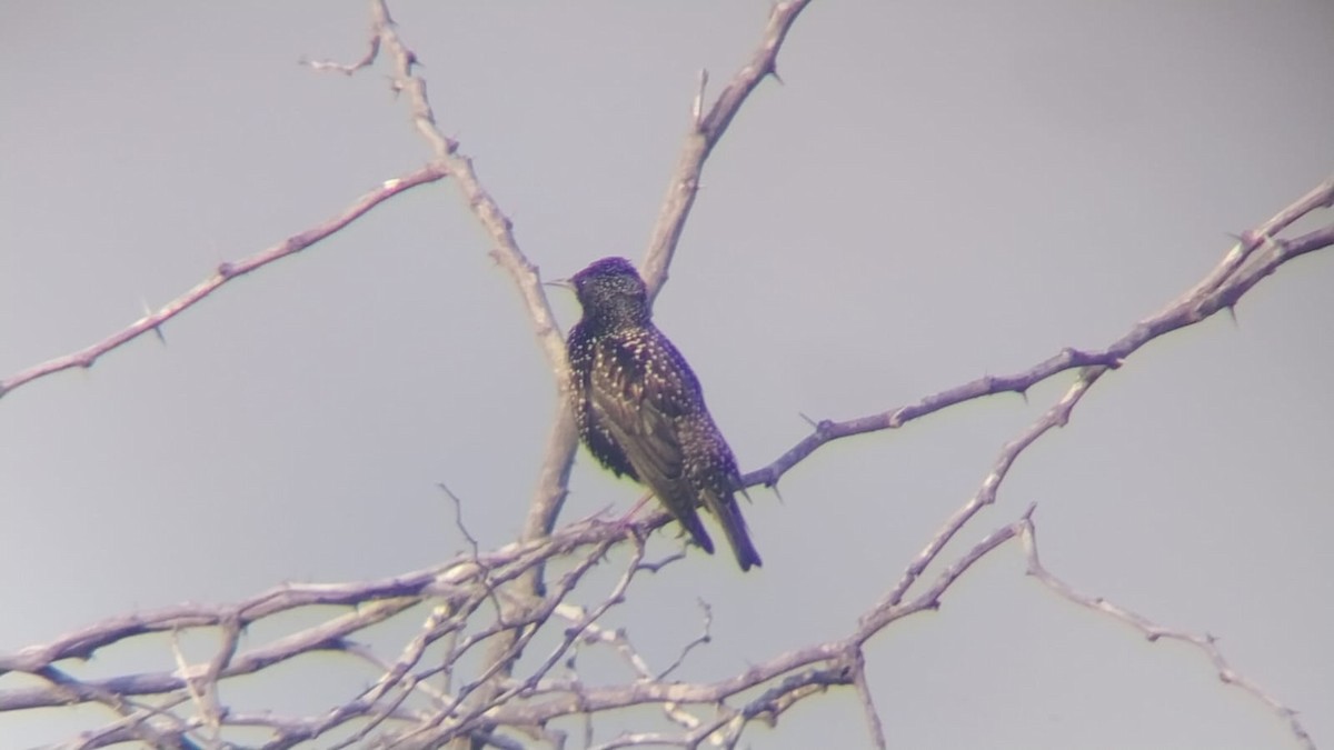 European Starling - ML646502794