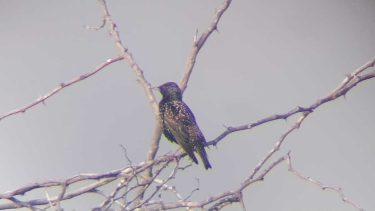 European Starling - ML646502795