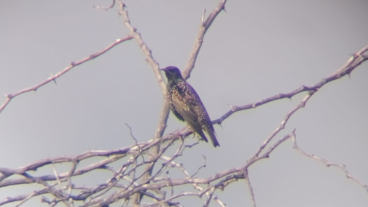 European Starling - ML646502796