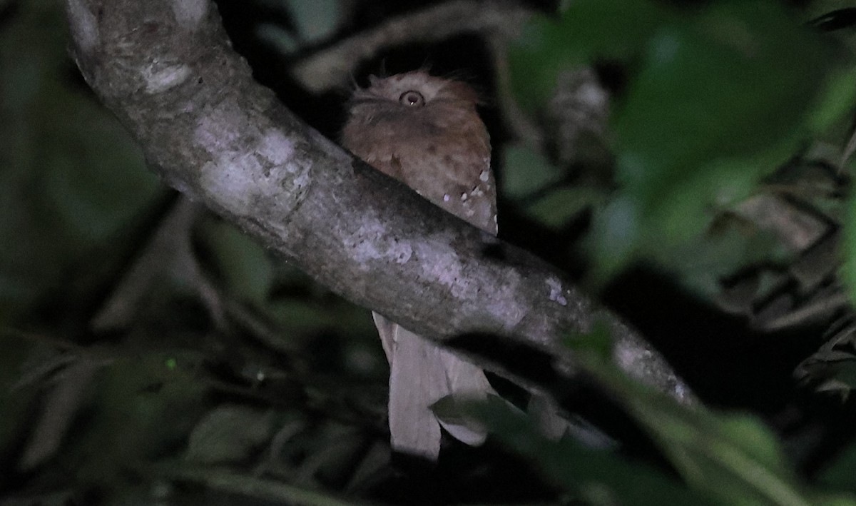 Цейлонский лягушкорот - ML646502798