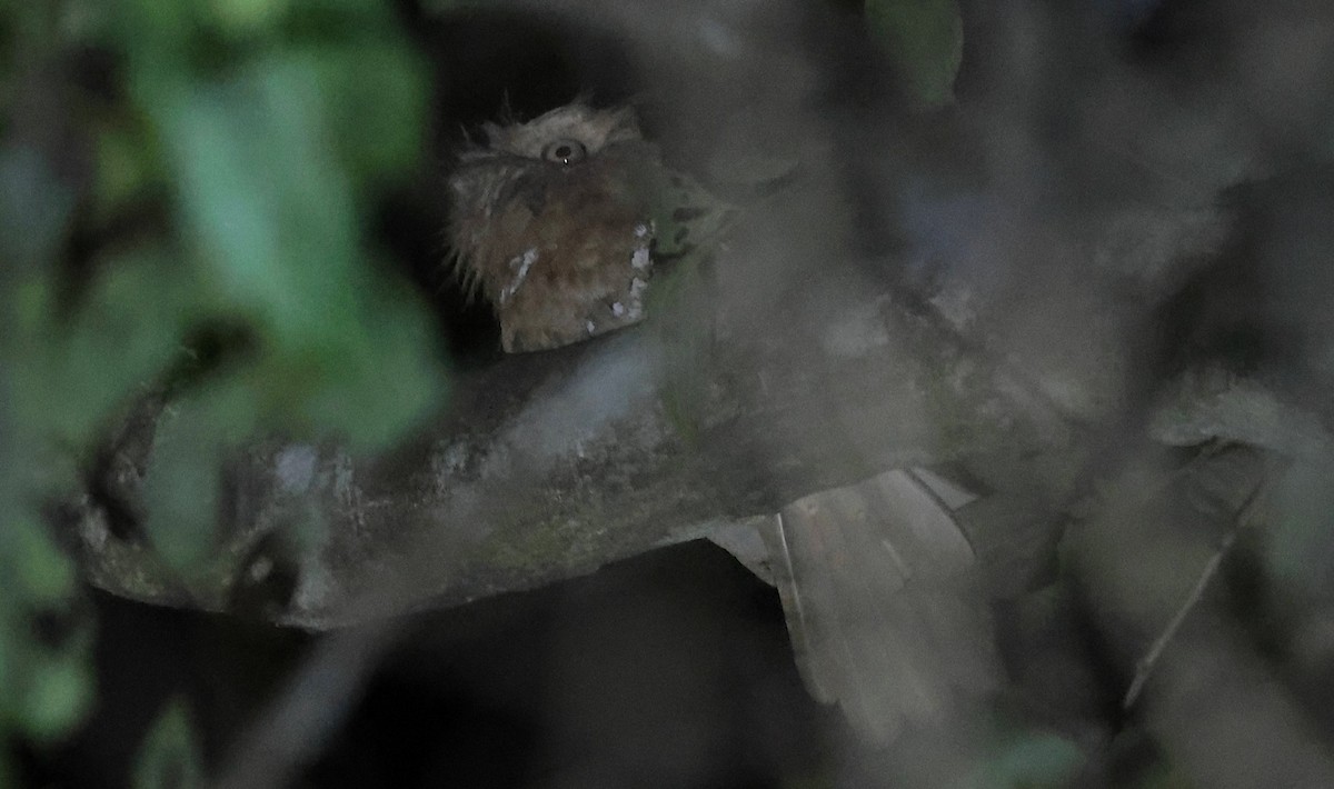 Цейлонский лягушкорот - ML646502799