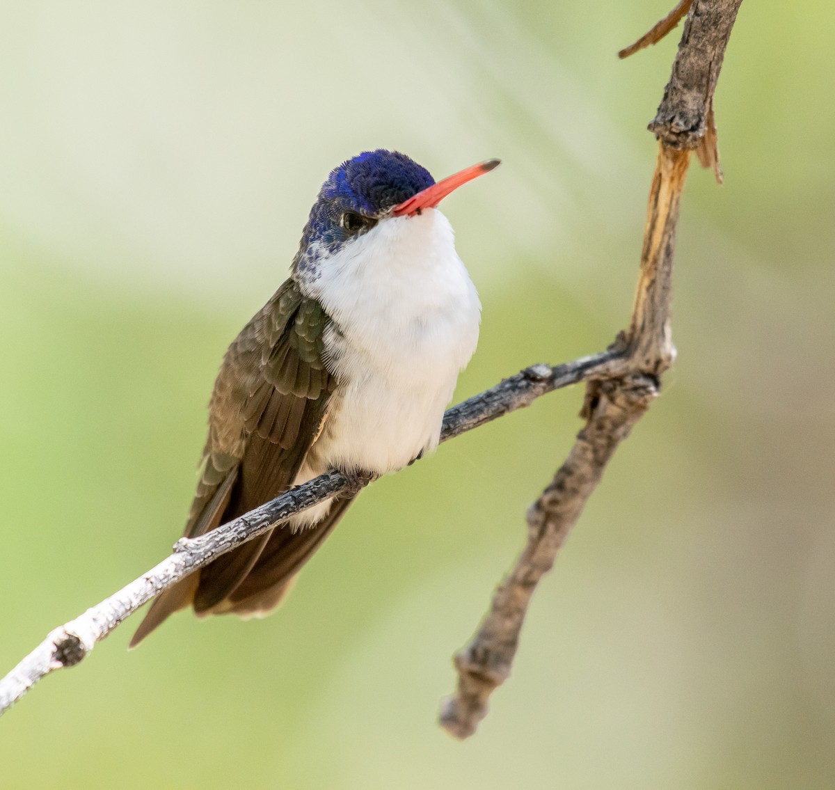 Violet-crowned Hummingbird - ML646502800