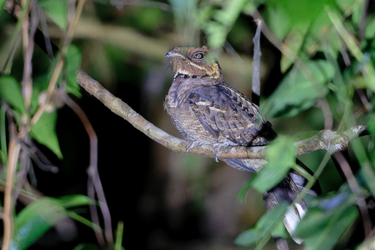 Jerdon's Nightjar - ML646502808
