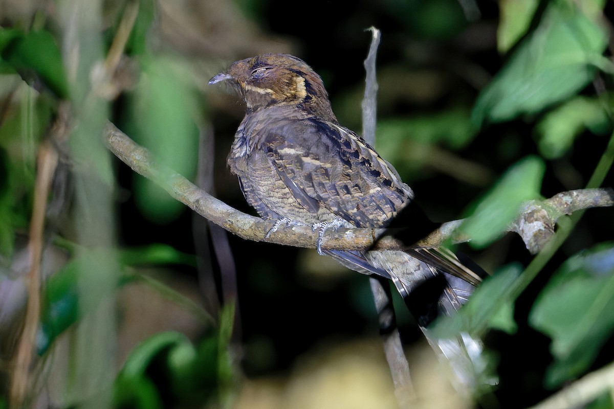 Jerdon's Nightjar - ML646502809