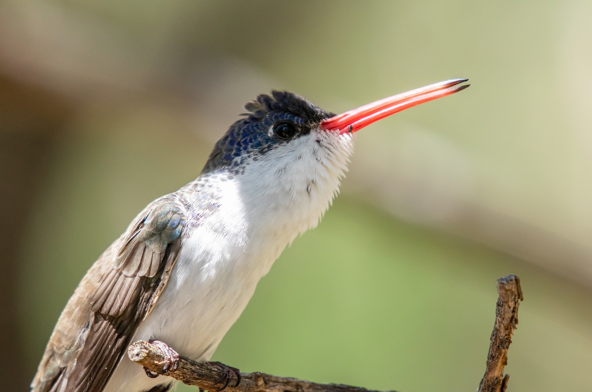 Violet-crowned Hummingbird - ML646502810