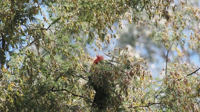 Gang-gang Cockatoo - ML646502811