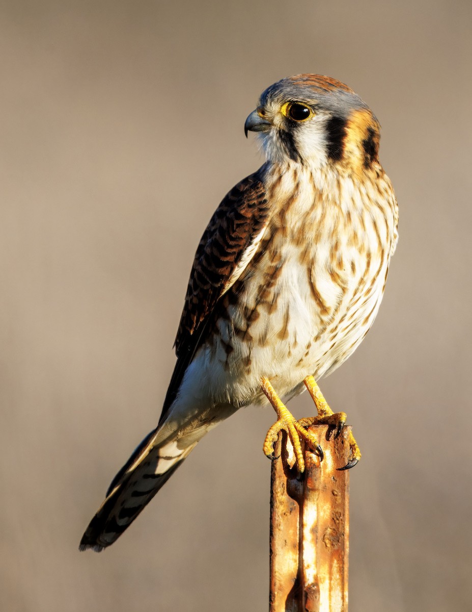 Belatz amerikarra - ML646502813