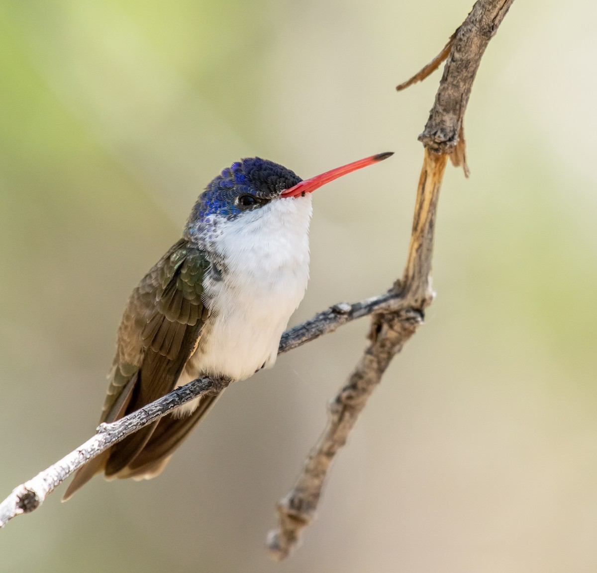 Violet-crowned Hummingbird - ML646502814