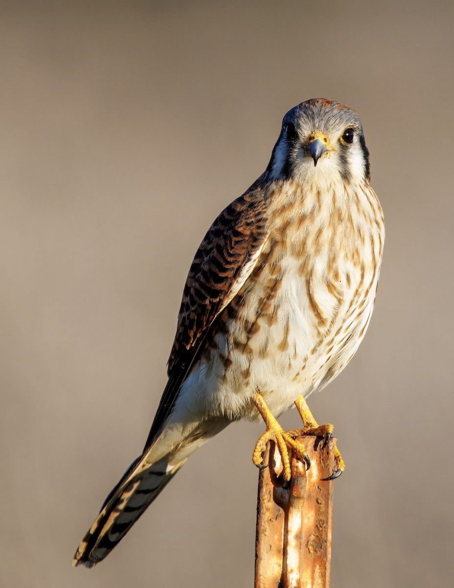 Belatz amerikarra - ML646502815