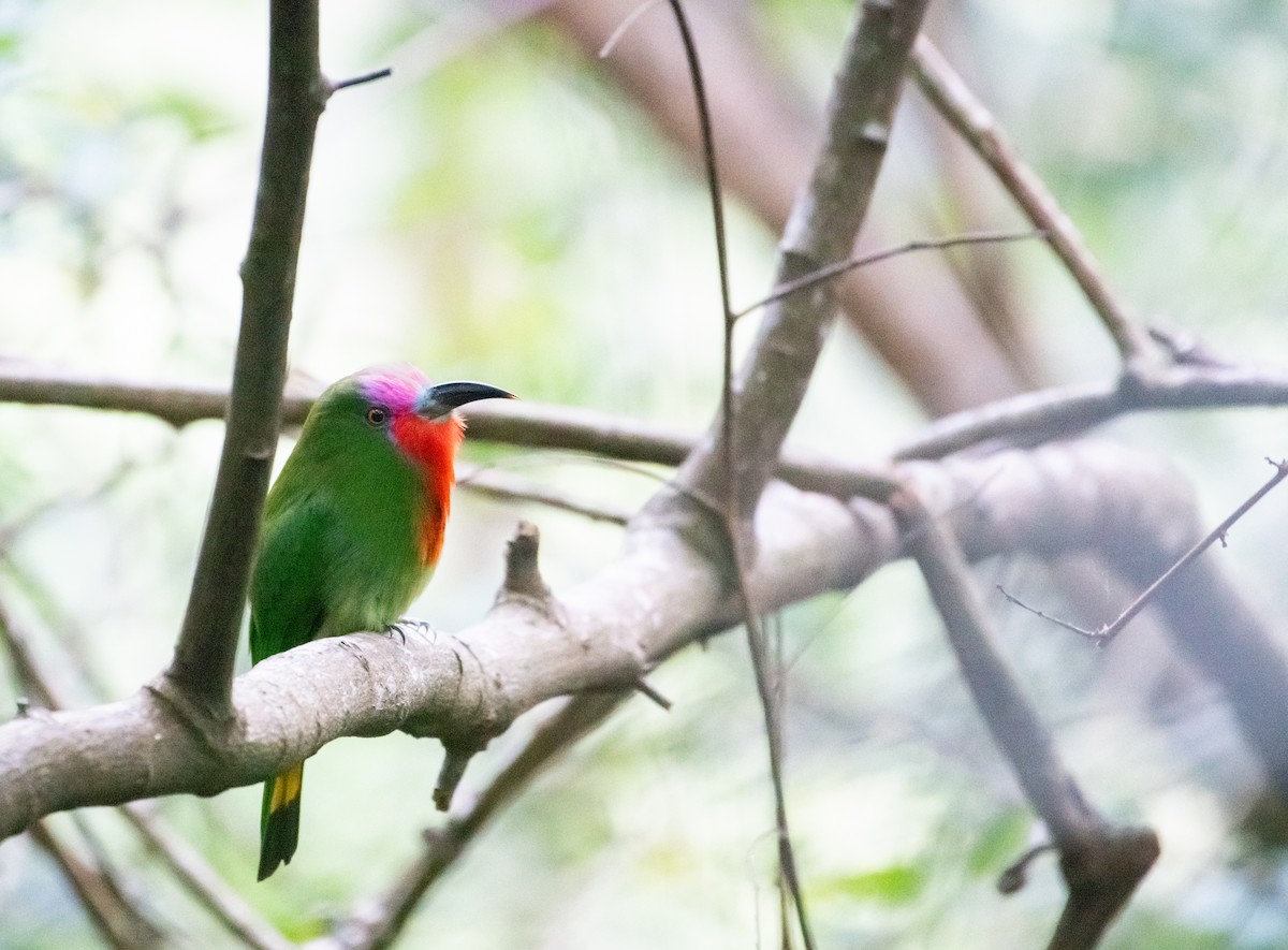 Red-bearded Bee-eater - ML646502817