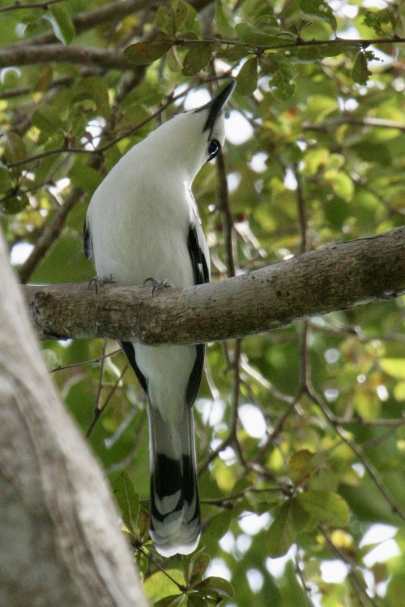 Hook-billed Vanga - ML646502818