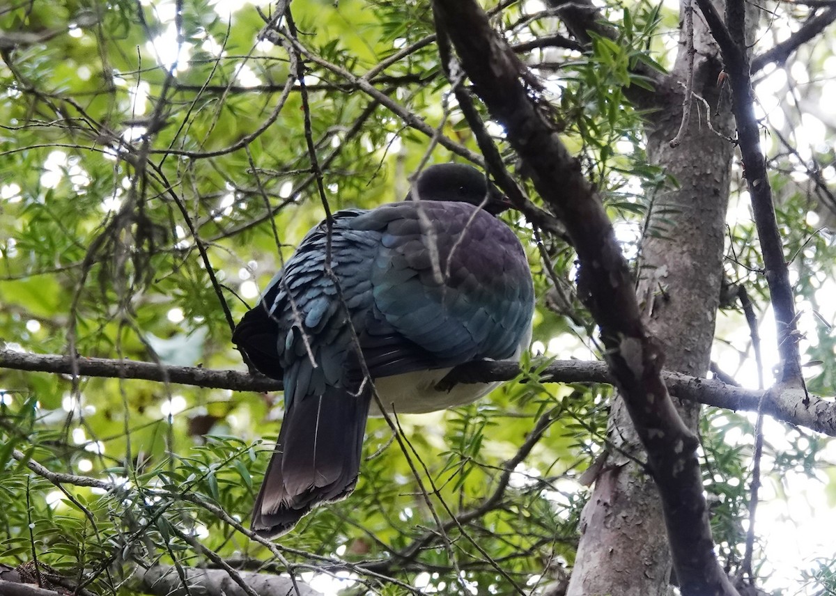 Paloma Maorí - ML646502819