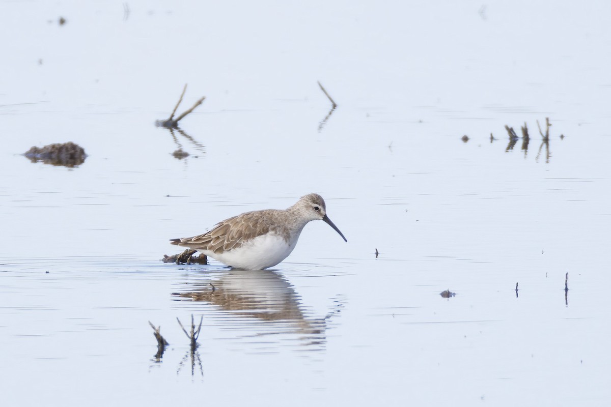 חופית מגלית - ML646502820