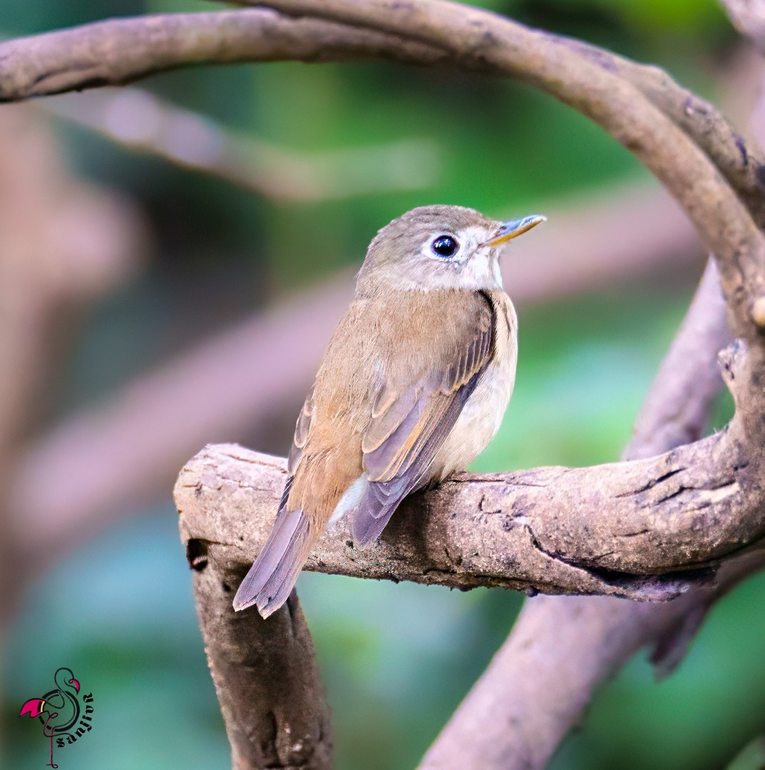 Brown-breasted Flycatcher - ML646502821