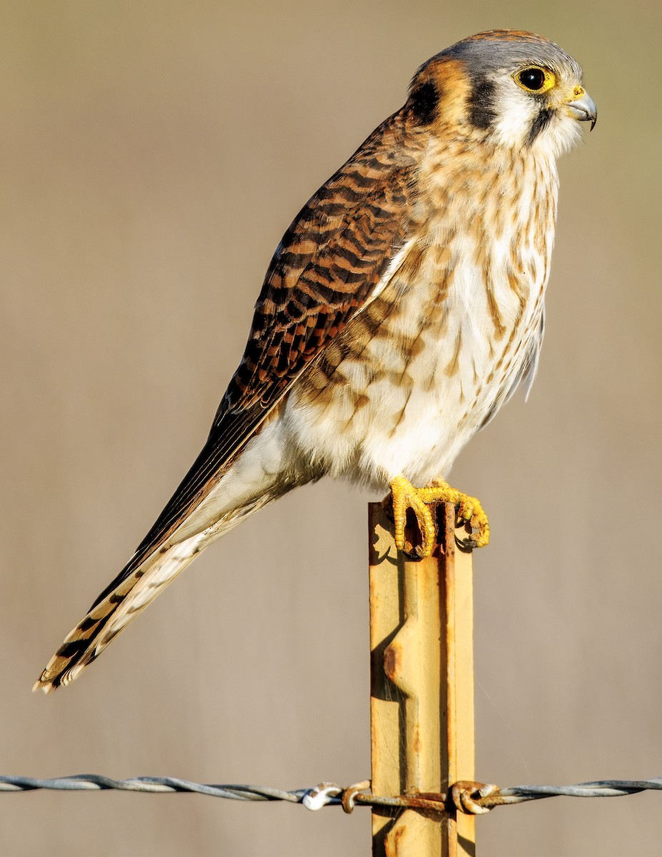 Belatz amerikarra - ML646502822