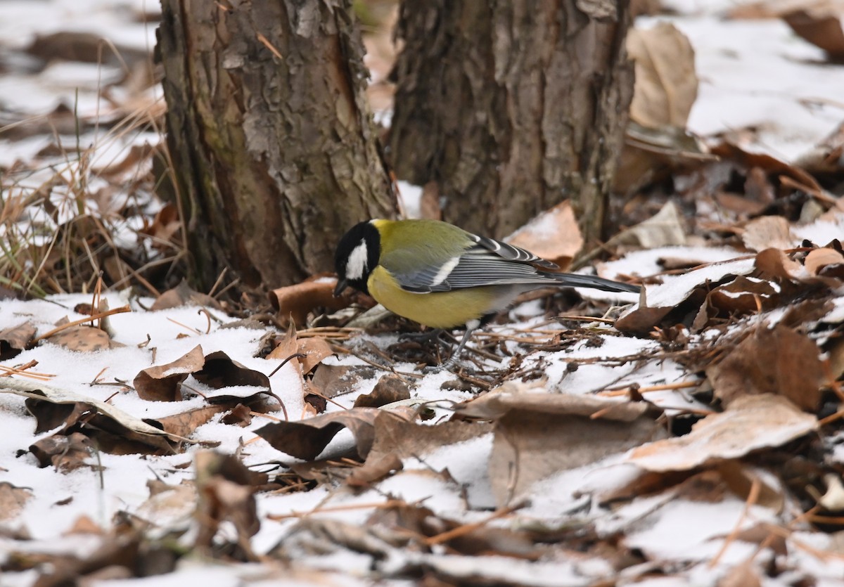 Kohlmeise - ML646502825