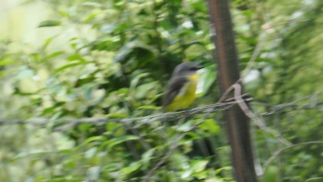 Petroica Amarilla - ML646502826