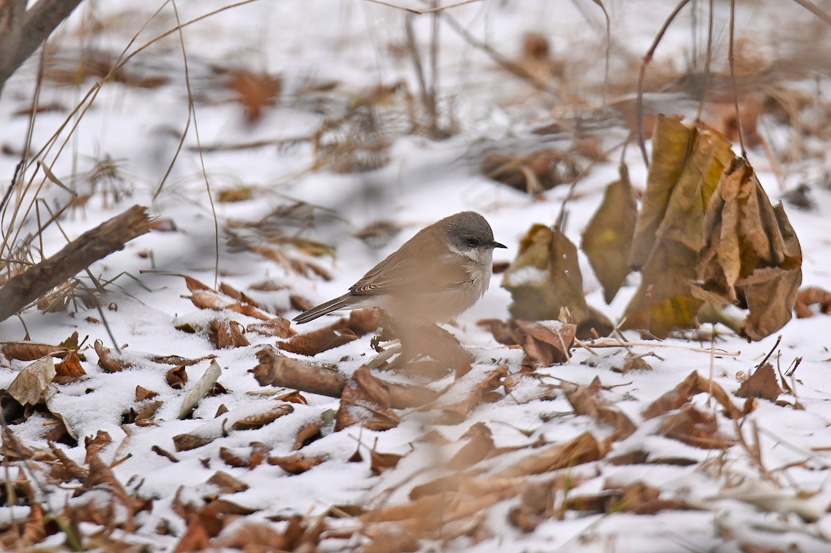 コノドジロムシクイ - ML646502827