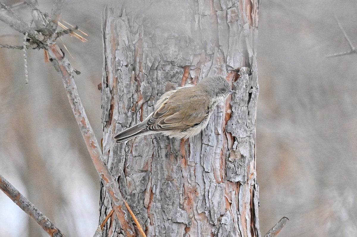 コノドジロムシクイ - ML646502829