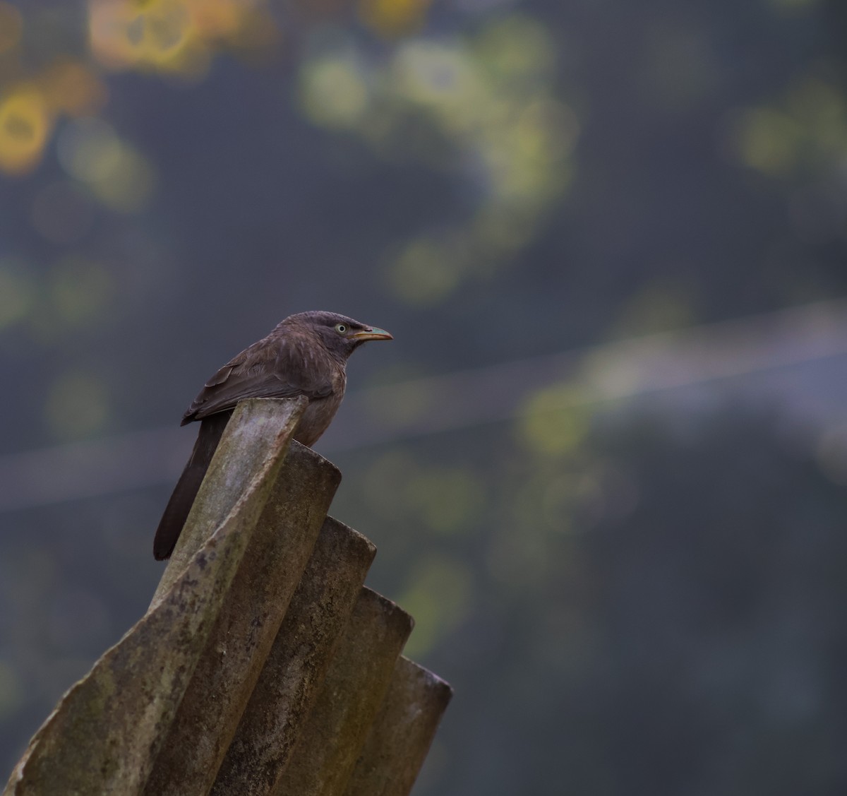 Jungle Babbler - ML646502830