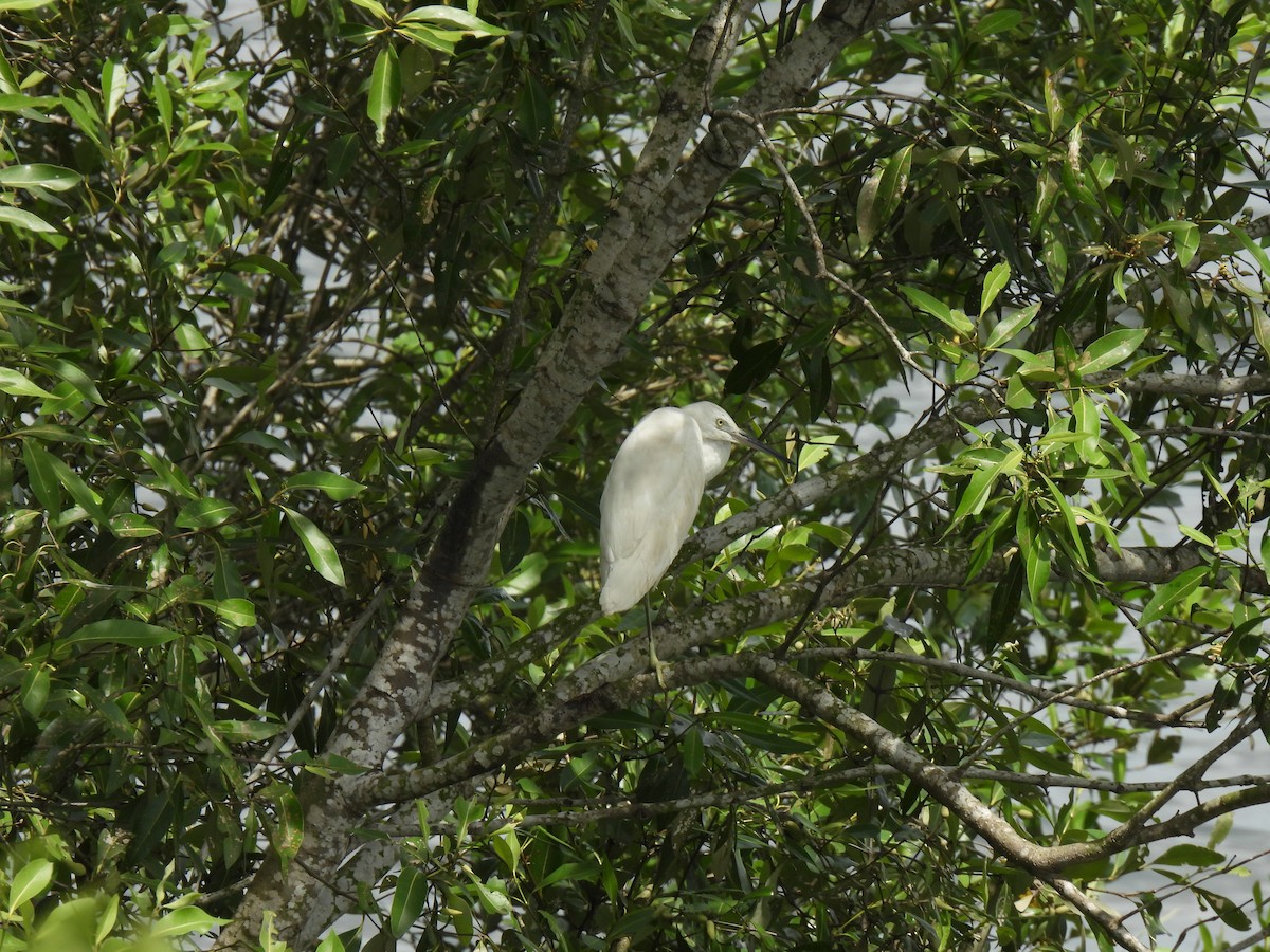 Little Egret - ML646502832